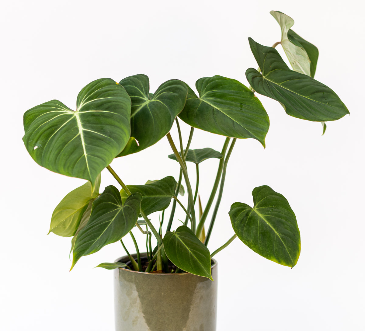 Philodendron