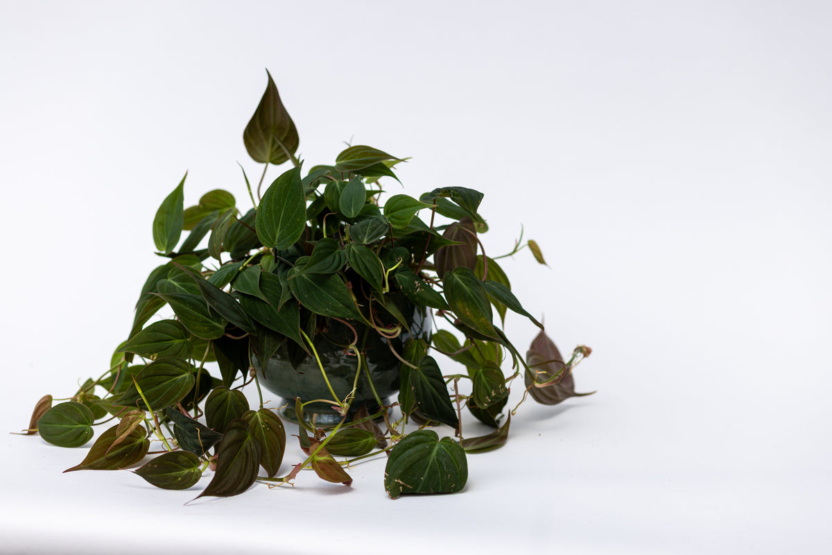 Philodendron