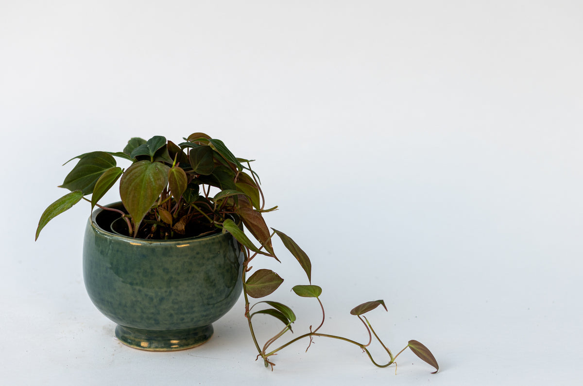 Philodendron
