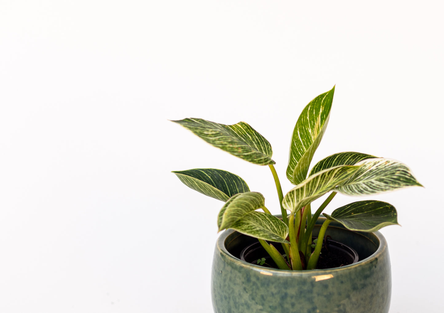 Philodendron*
