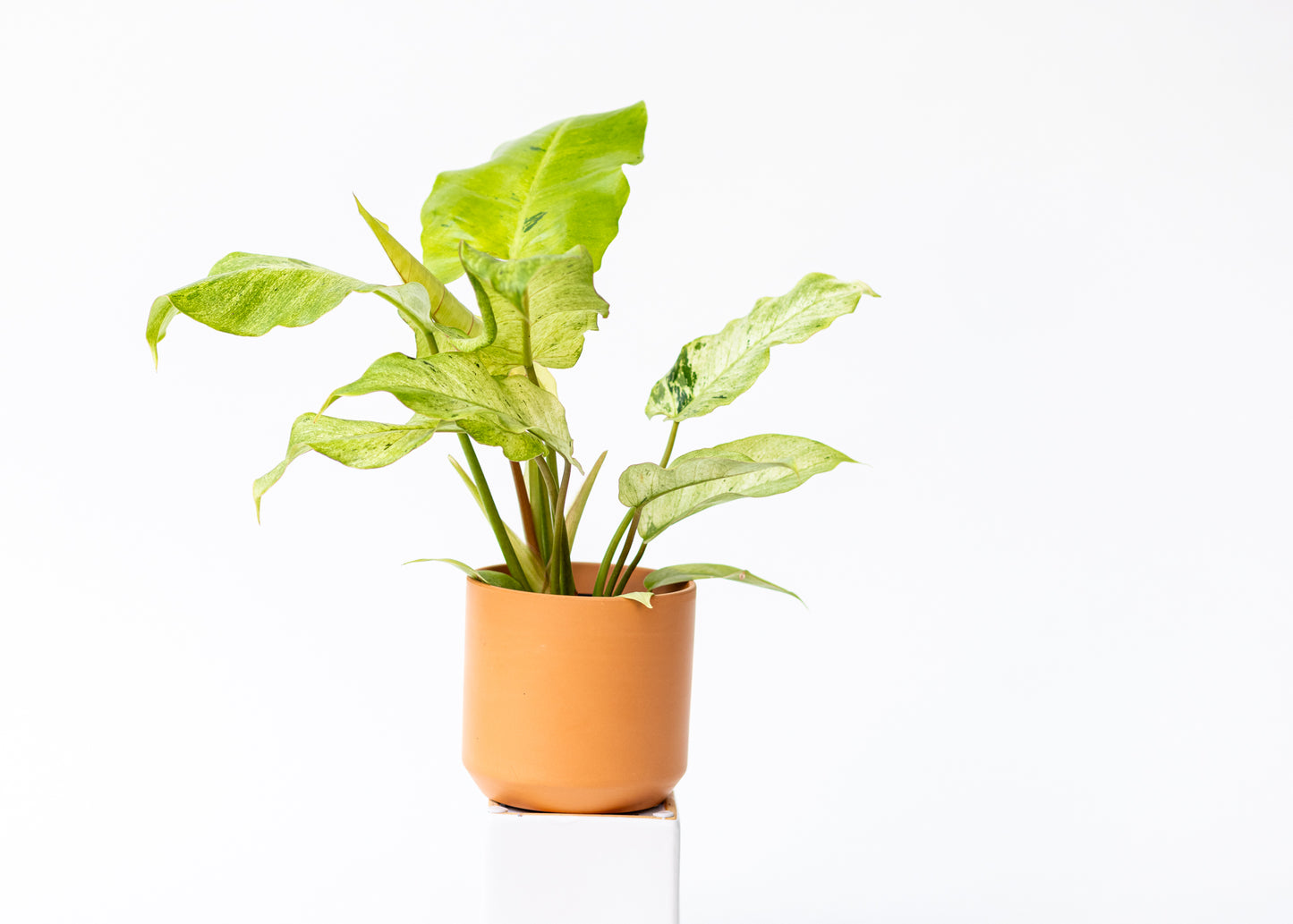 Philodendron