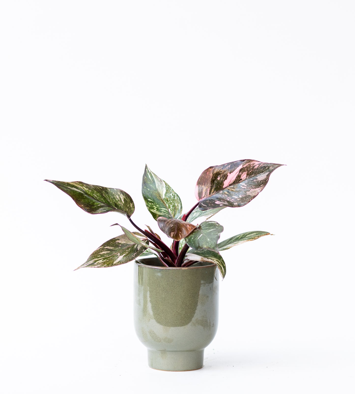 Philodendron