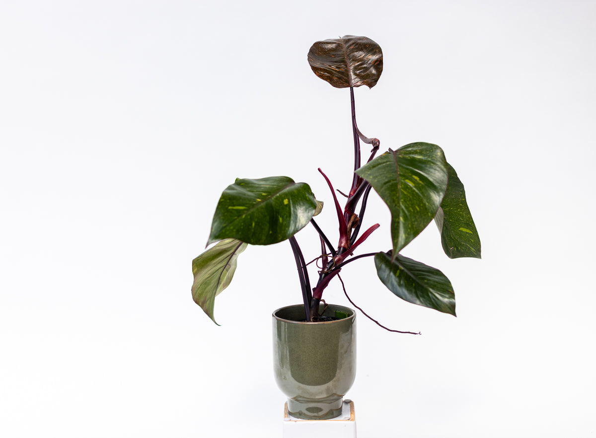 Philodendron