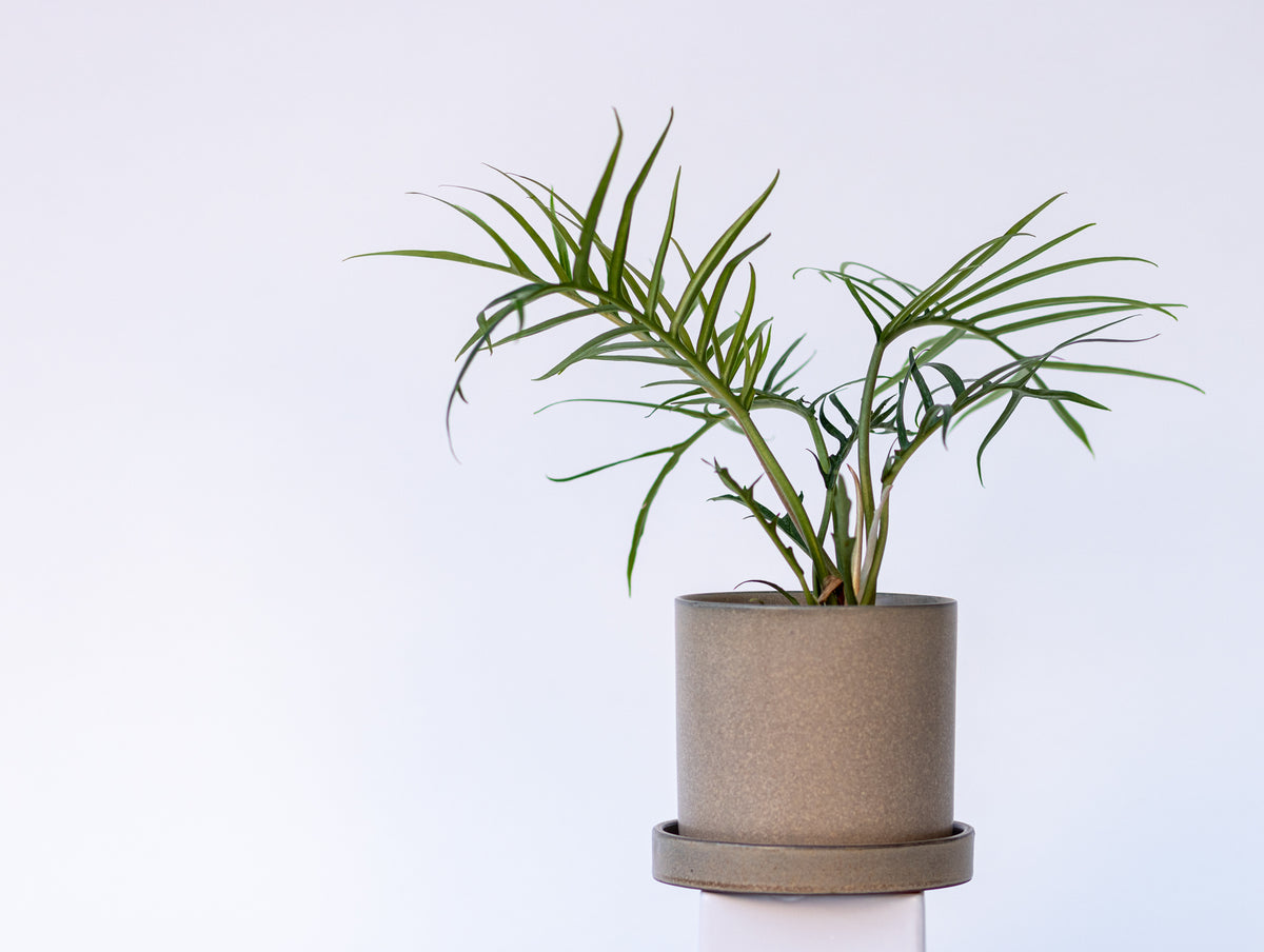 Philodendron