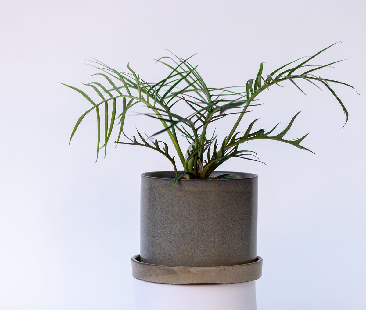 Philodendron