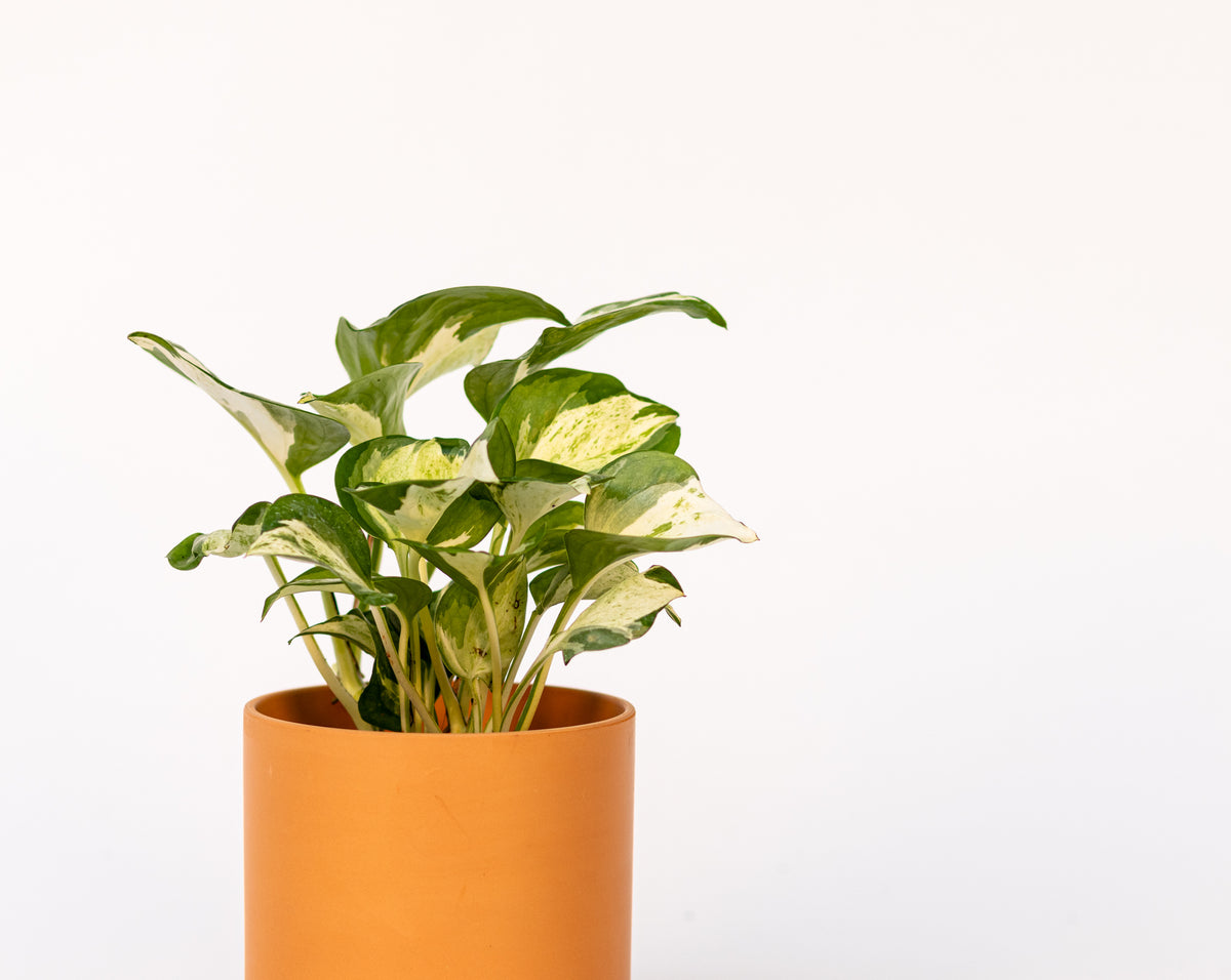 Pothos