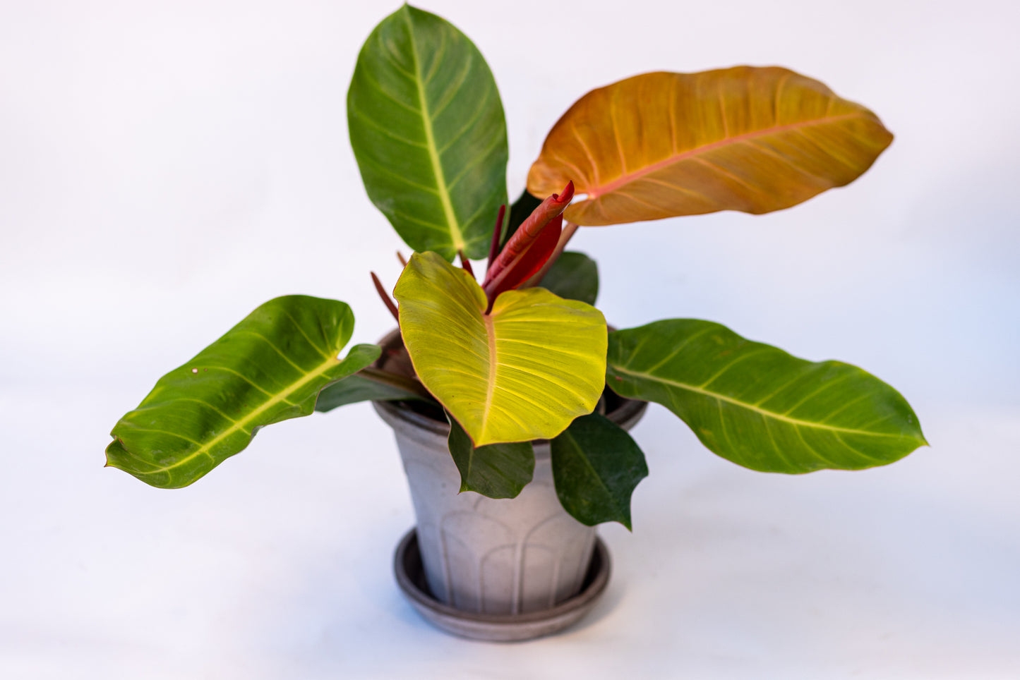 Philodendron