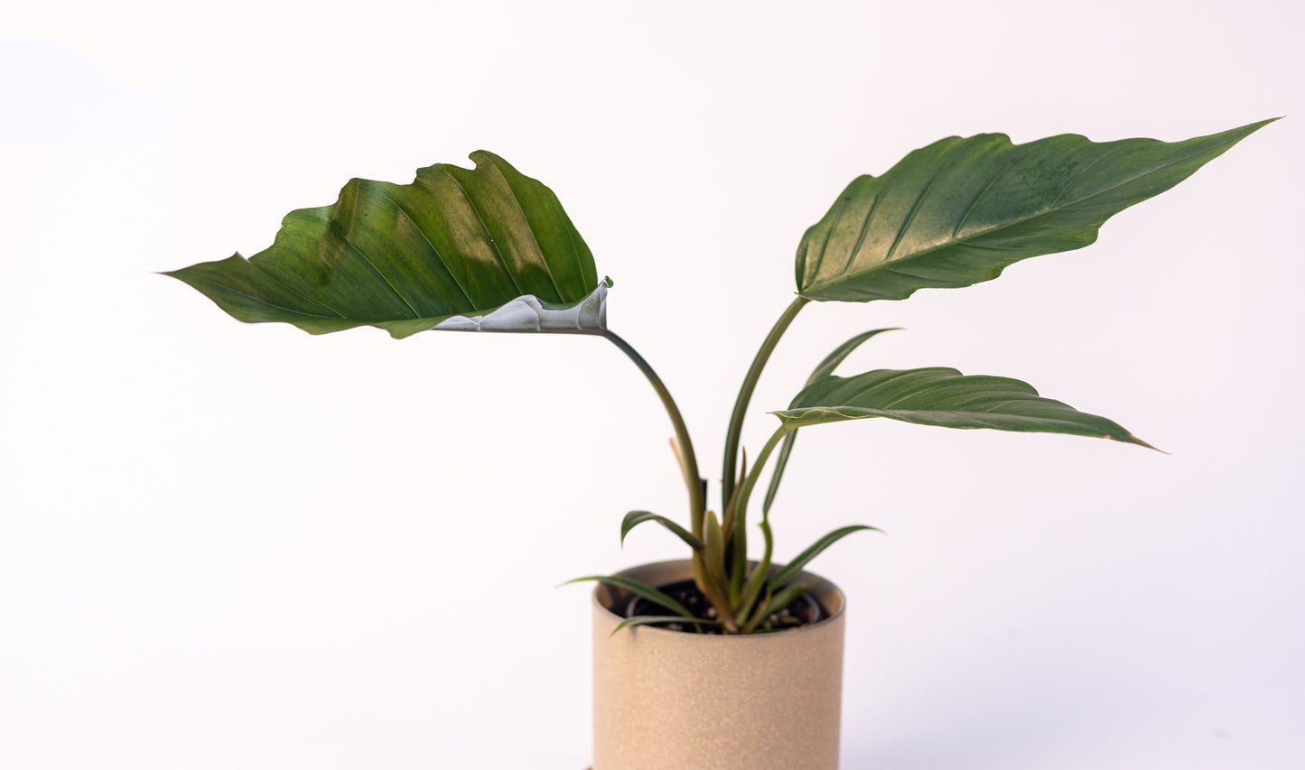 Philodendron*