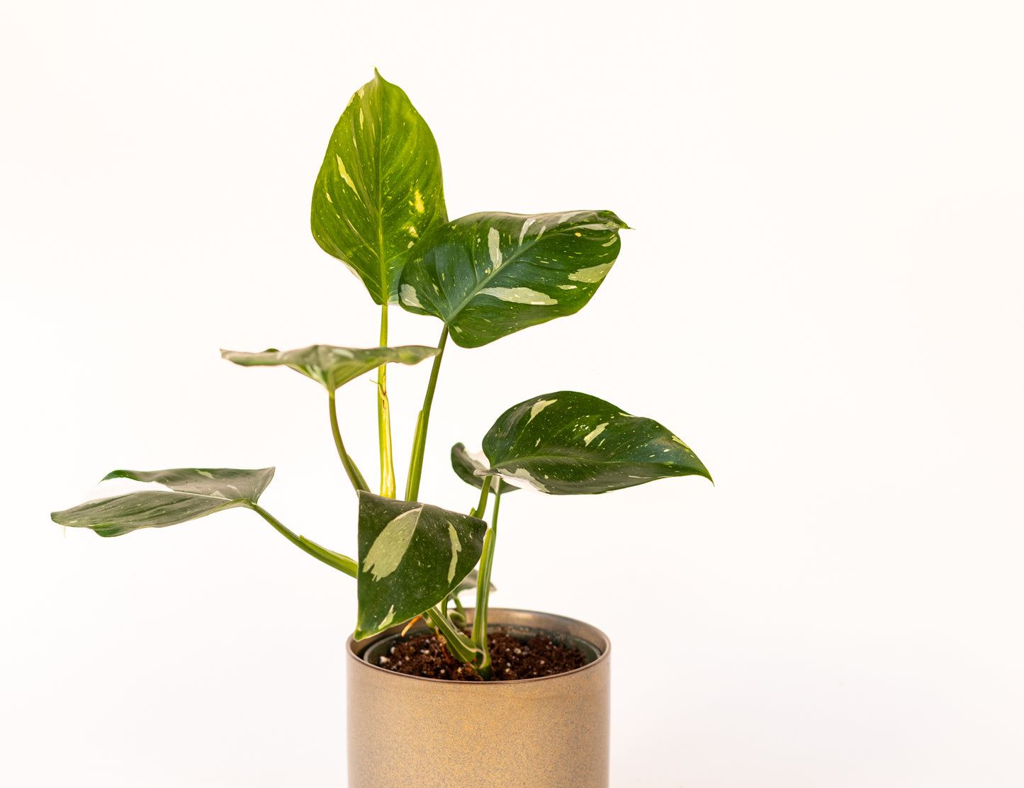 Philodendron*