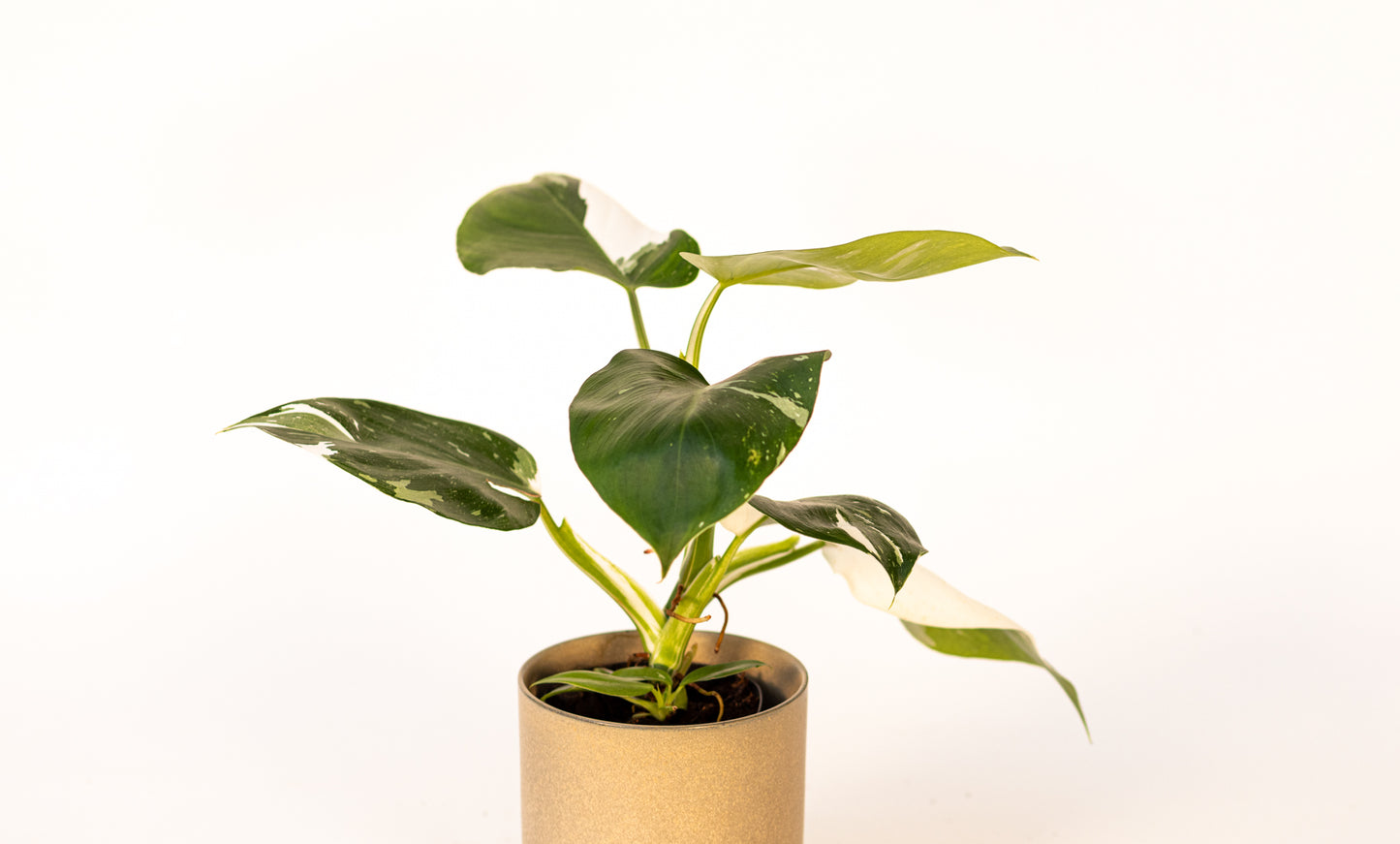 Philodendron*