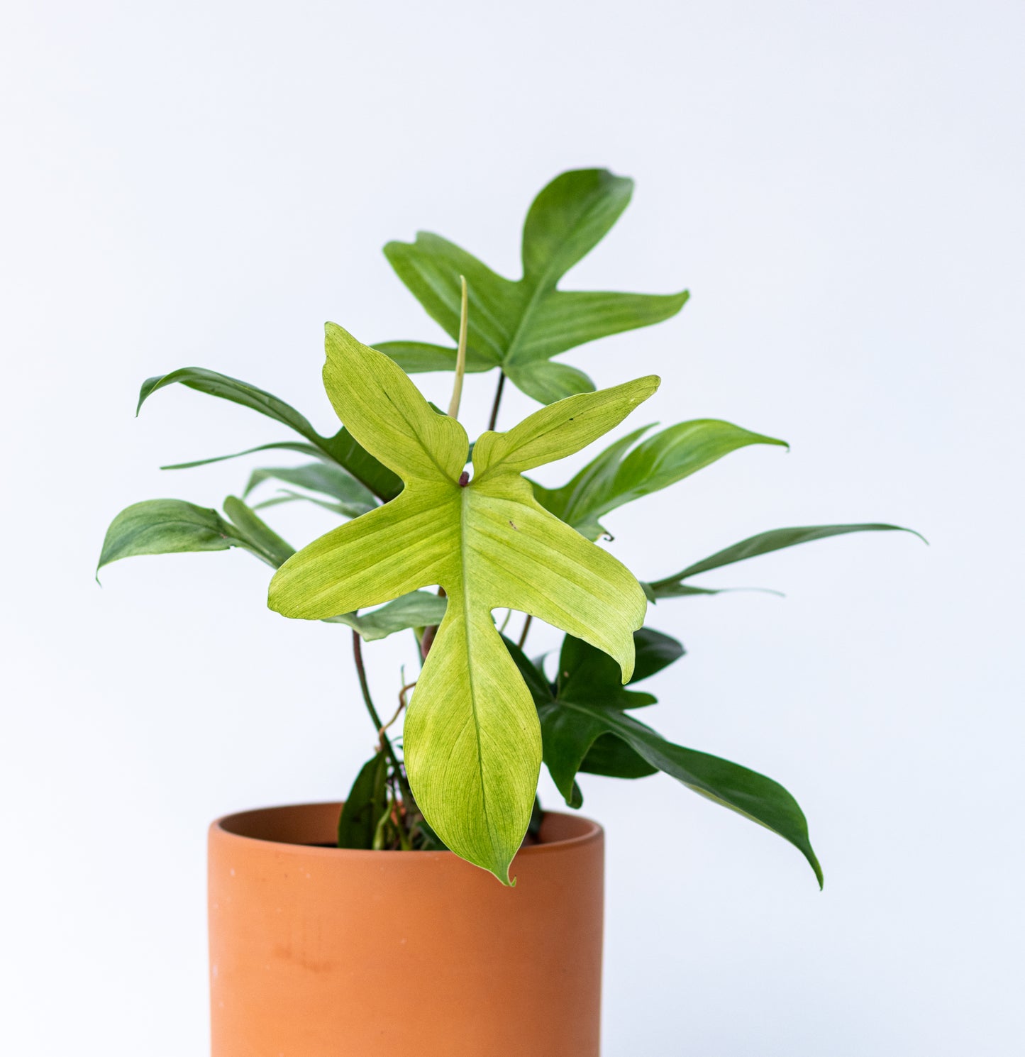 Philodendron*