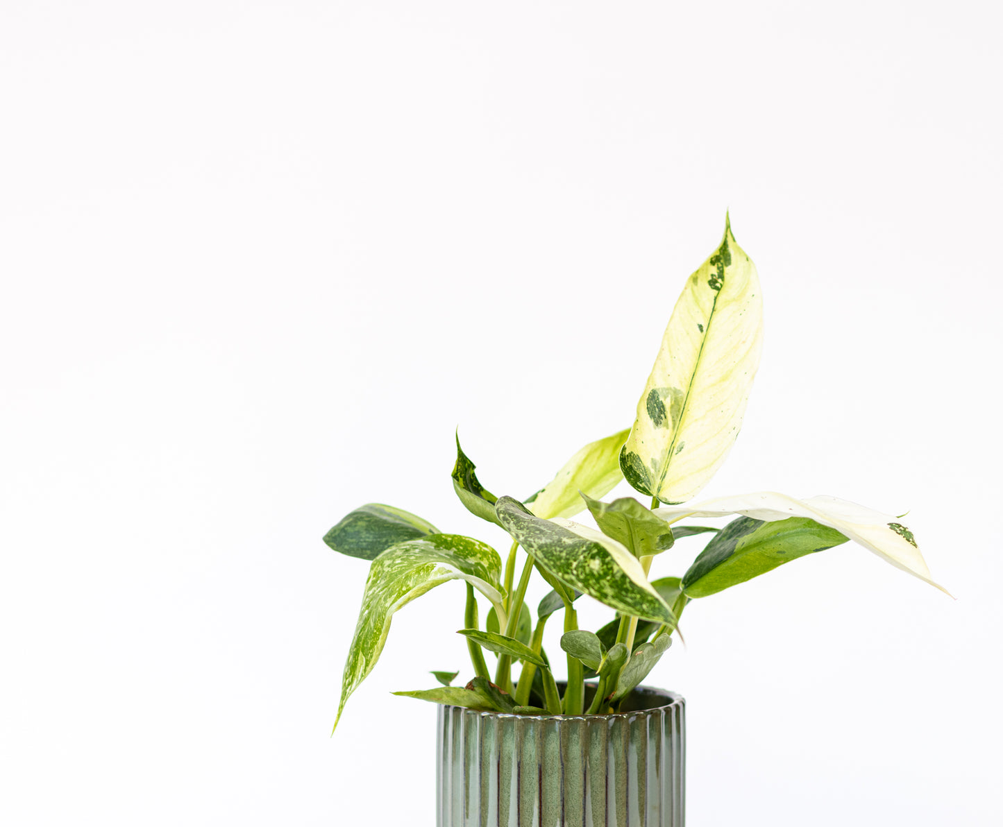 Philodendron