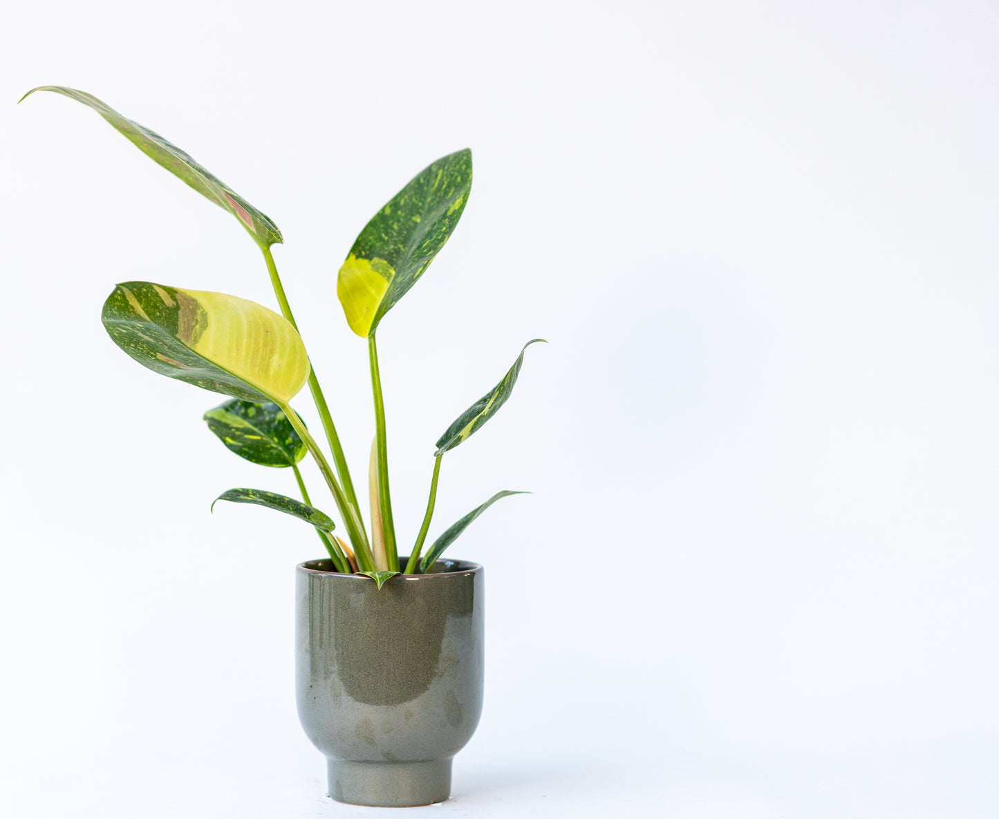 Philodendron