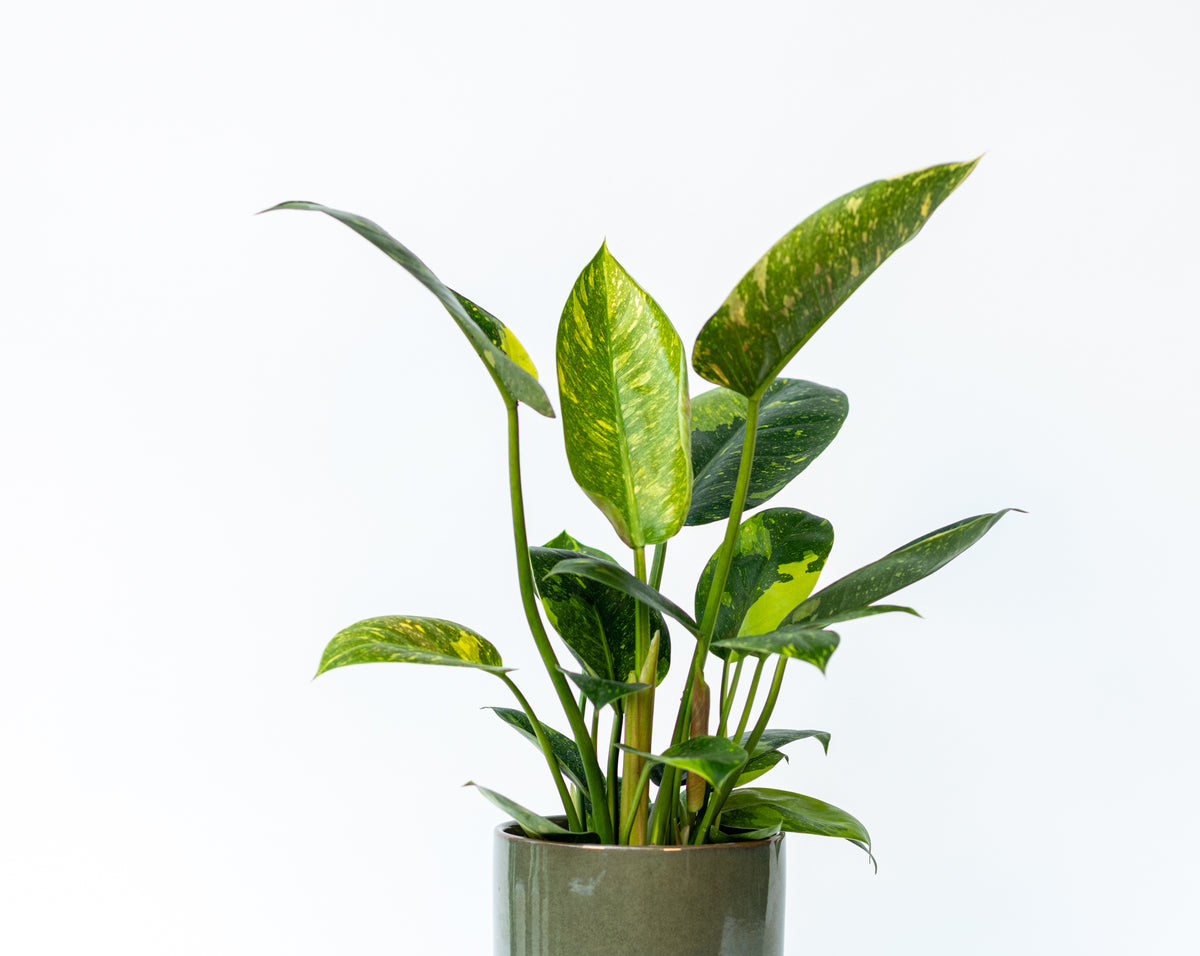 Philodendron