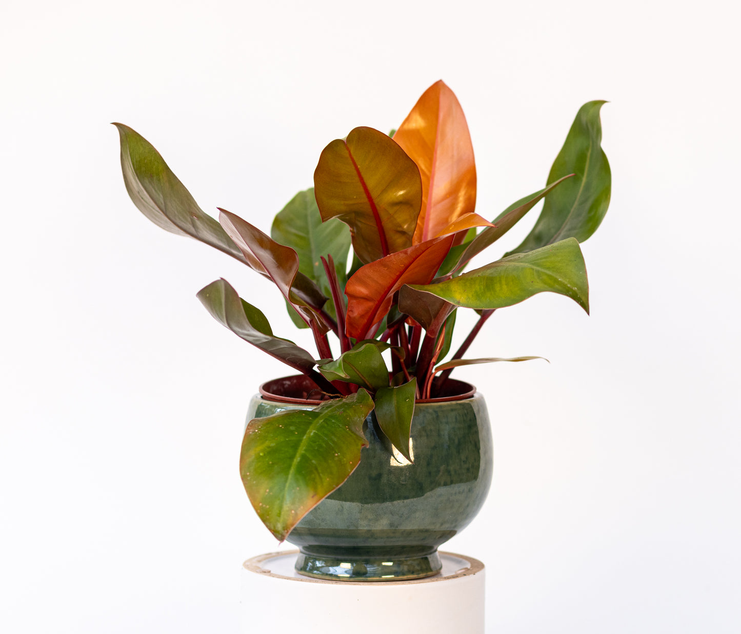 Philodendron*