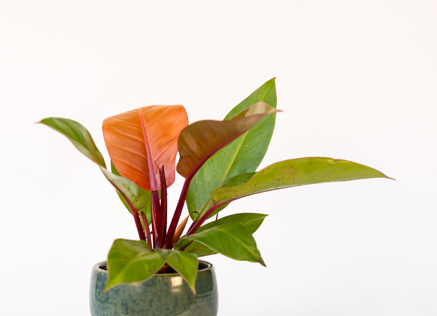 Philodendron*