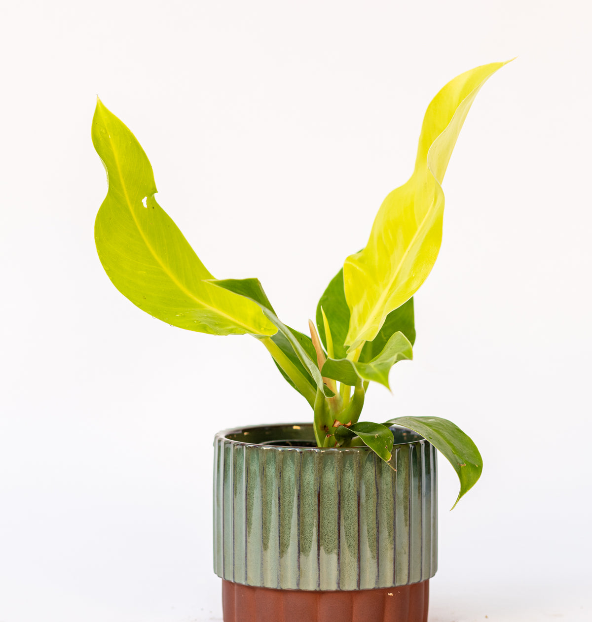 Philodendron