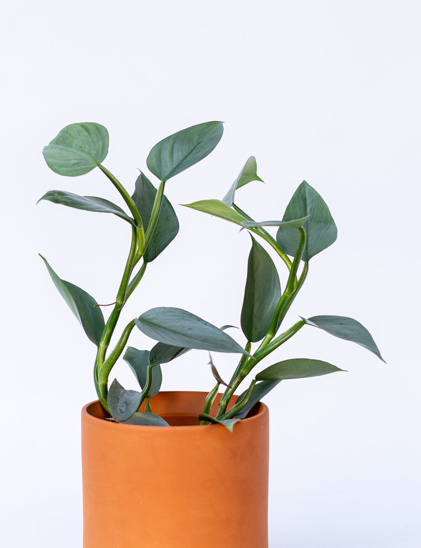 Philodendron*