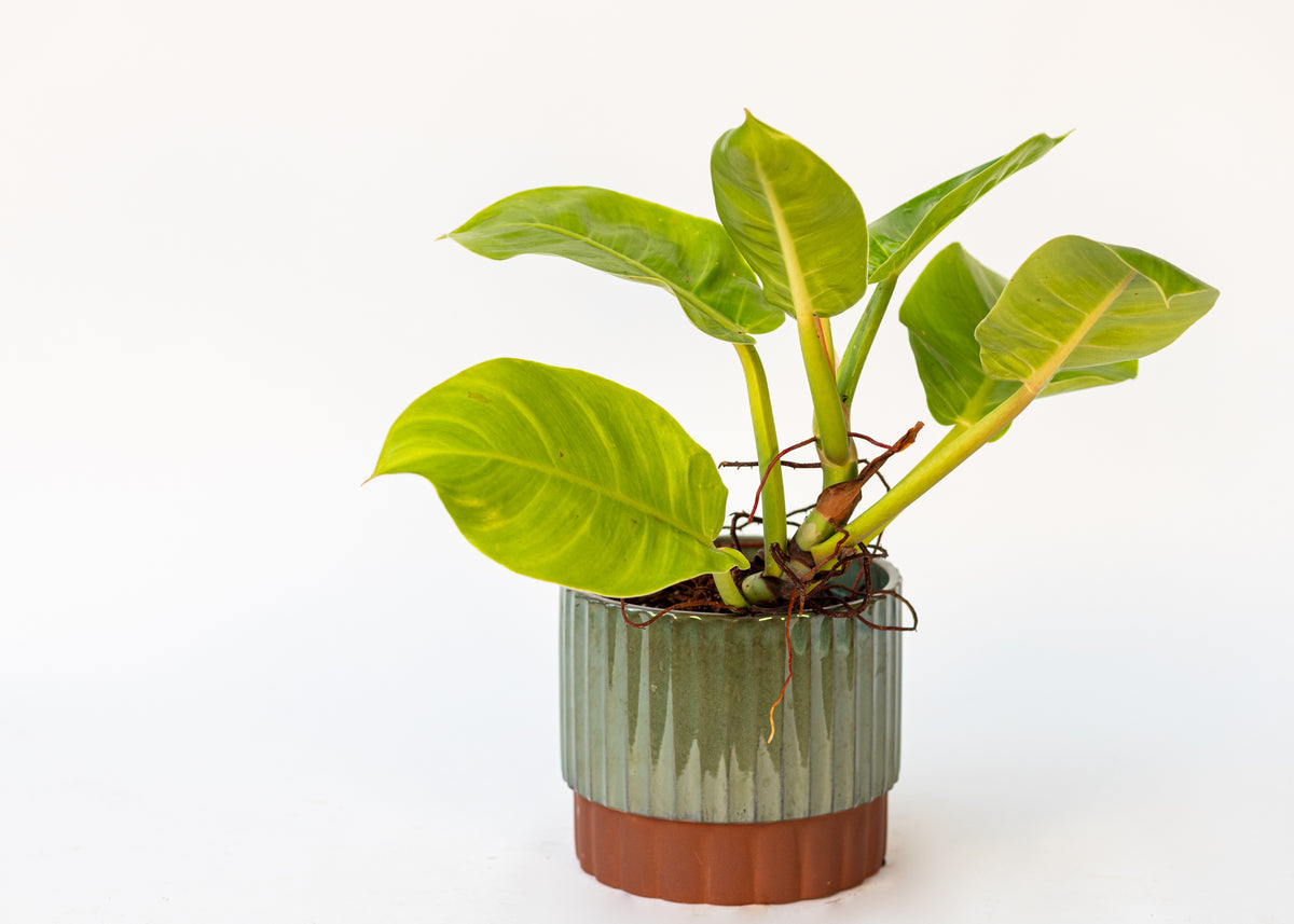 Philodendron
