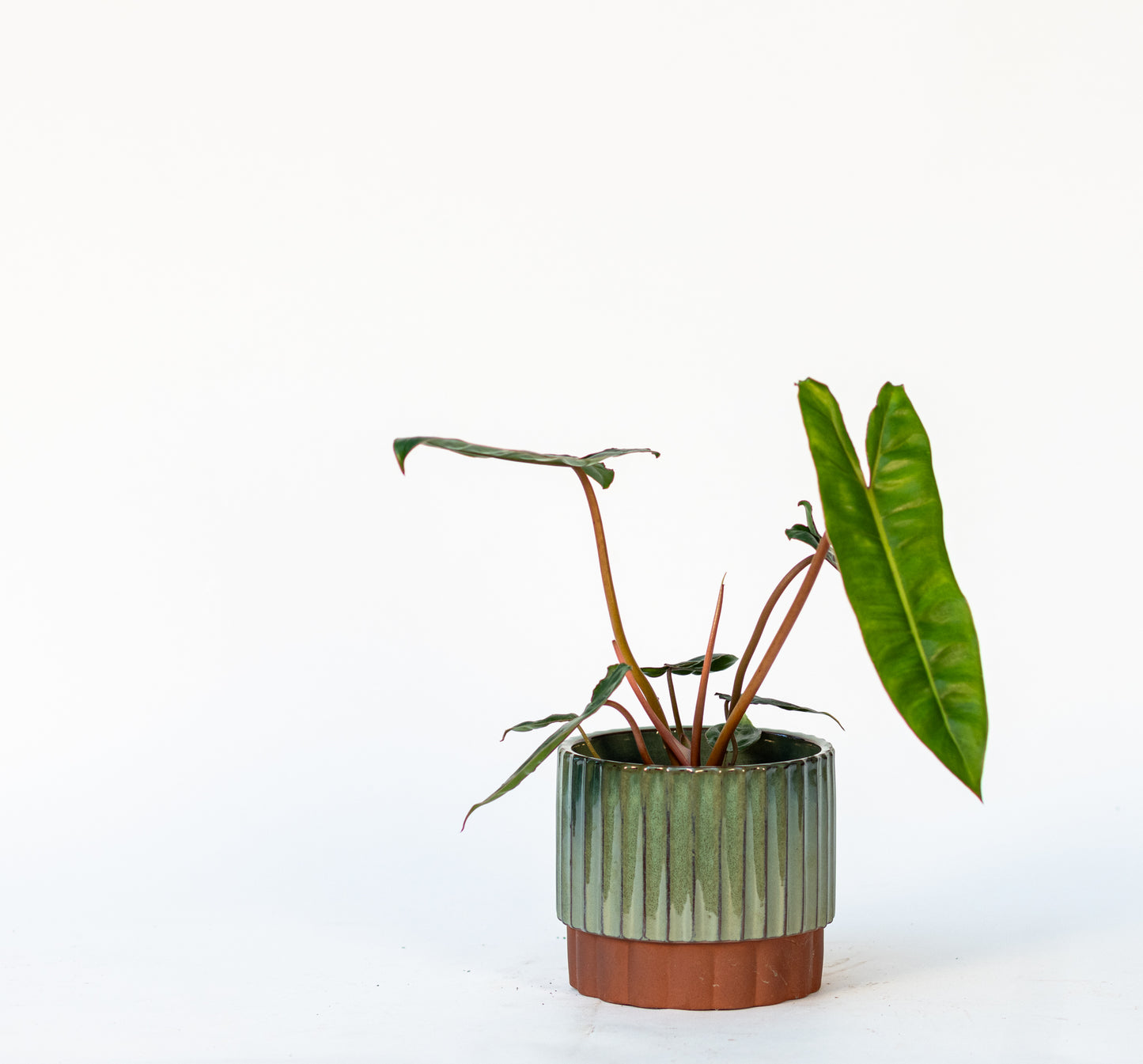 Philodendron