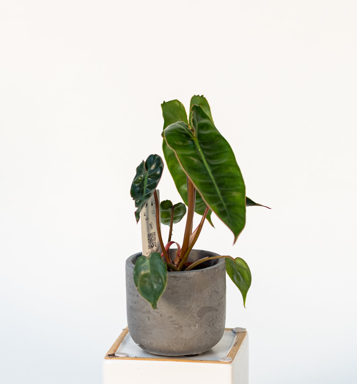 Philodendron