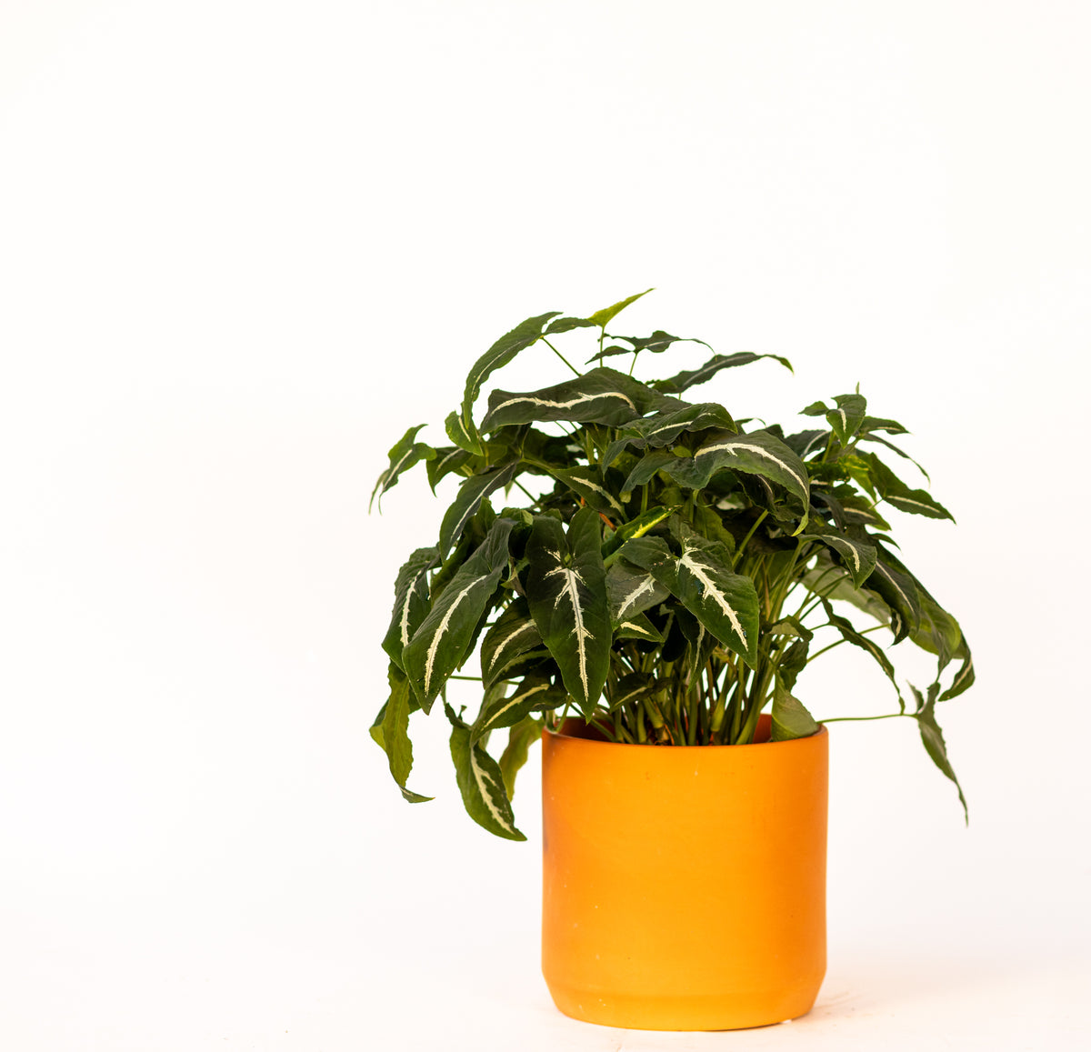 Syngonium