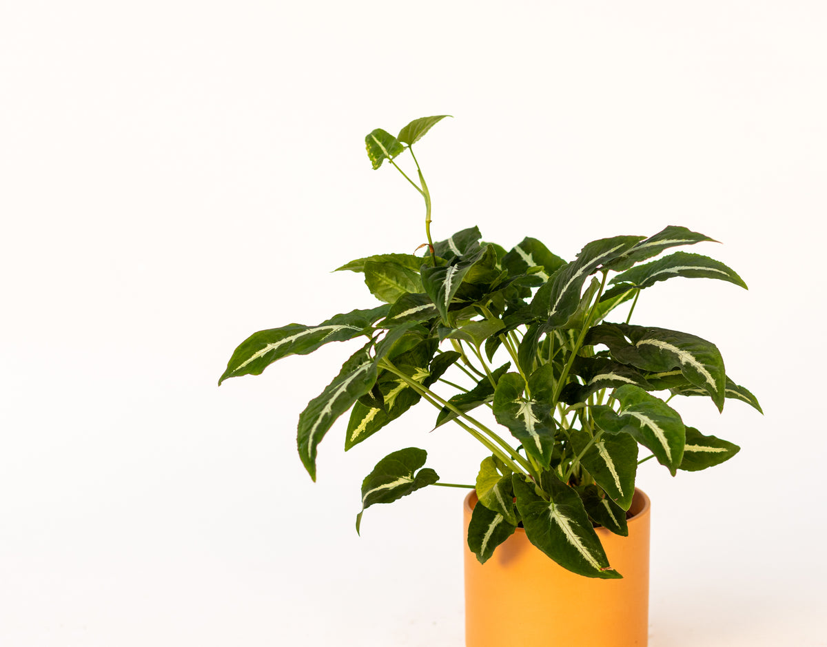 Syngonium