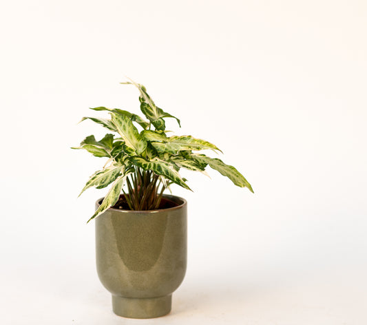Syngonium