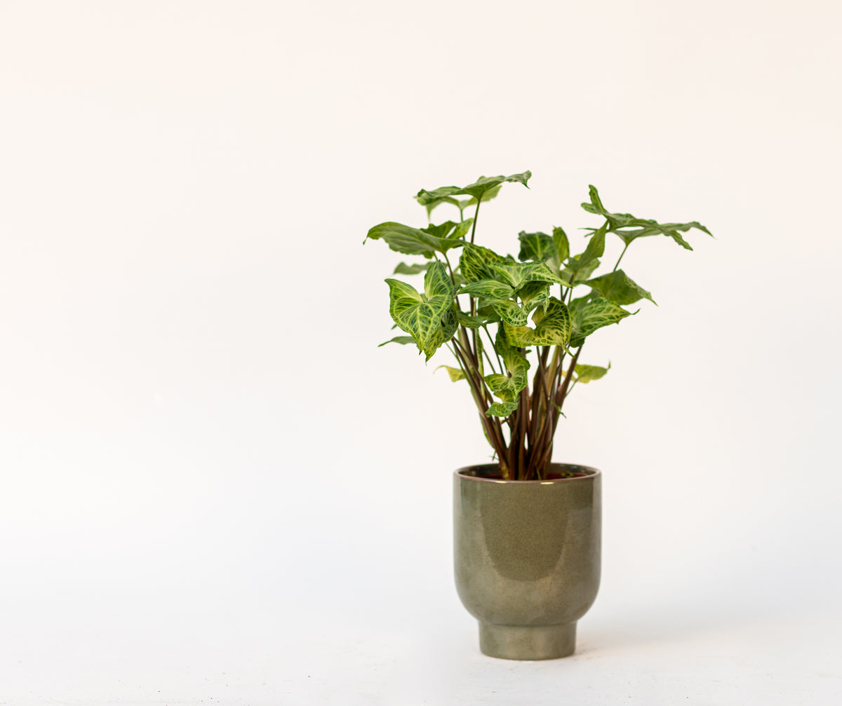 Syngonium