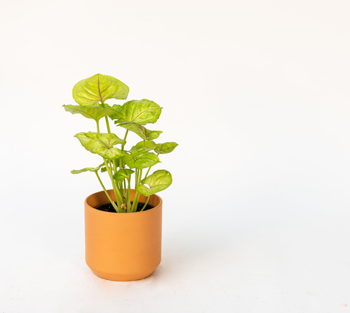 Syngonium