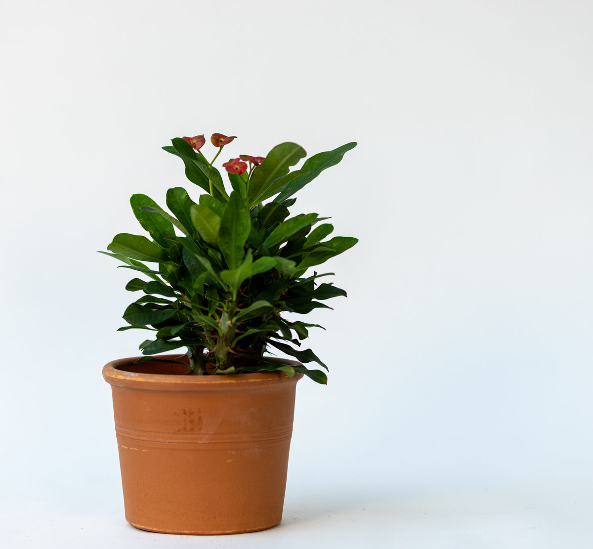 Crown of Thorns