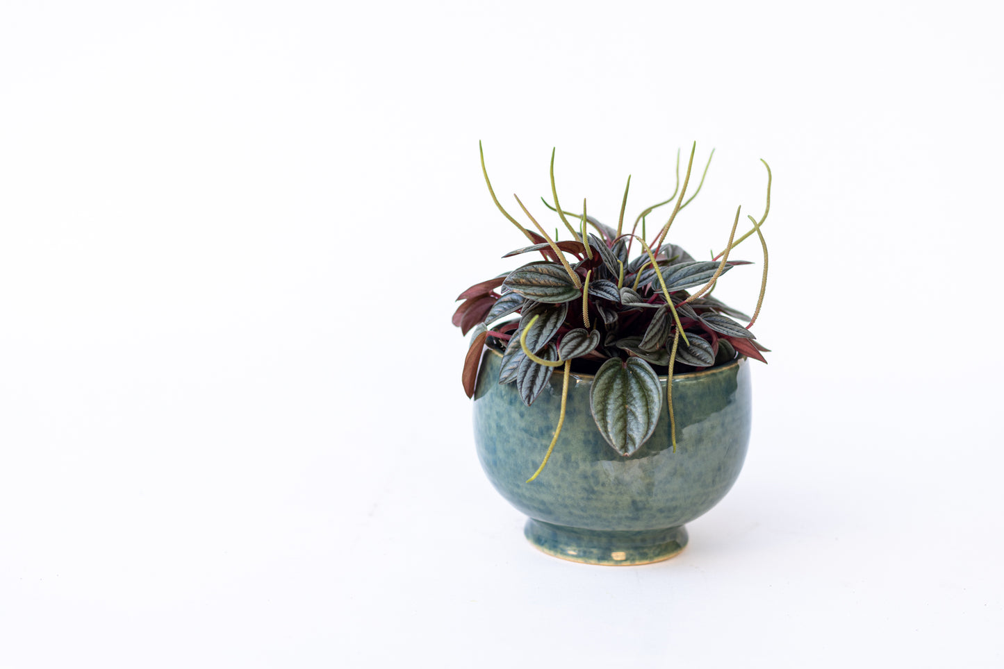 Peperomia