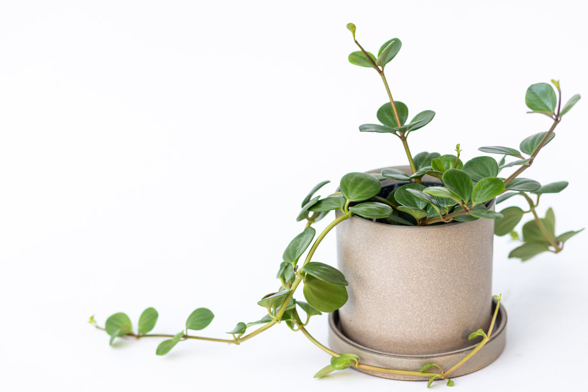 Peperomia