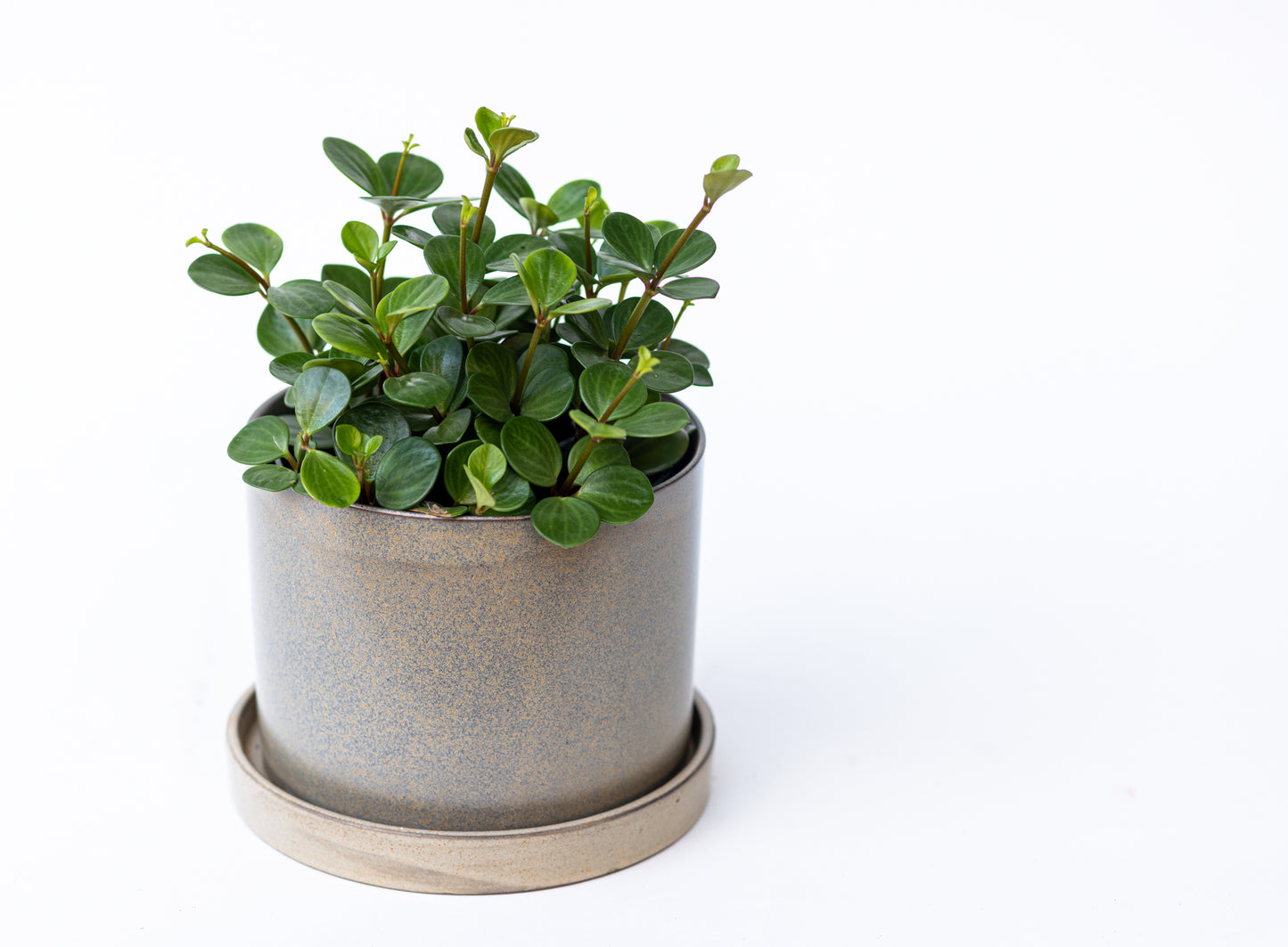 Peperomia