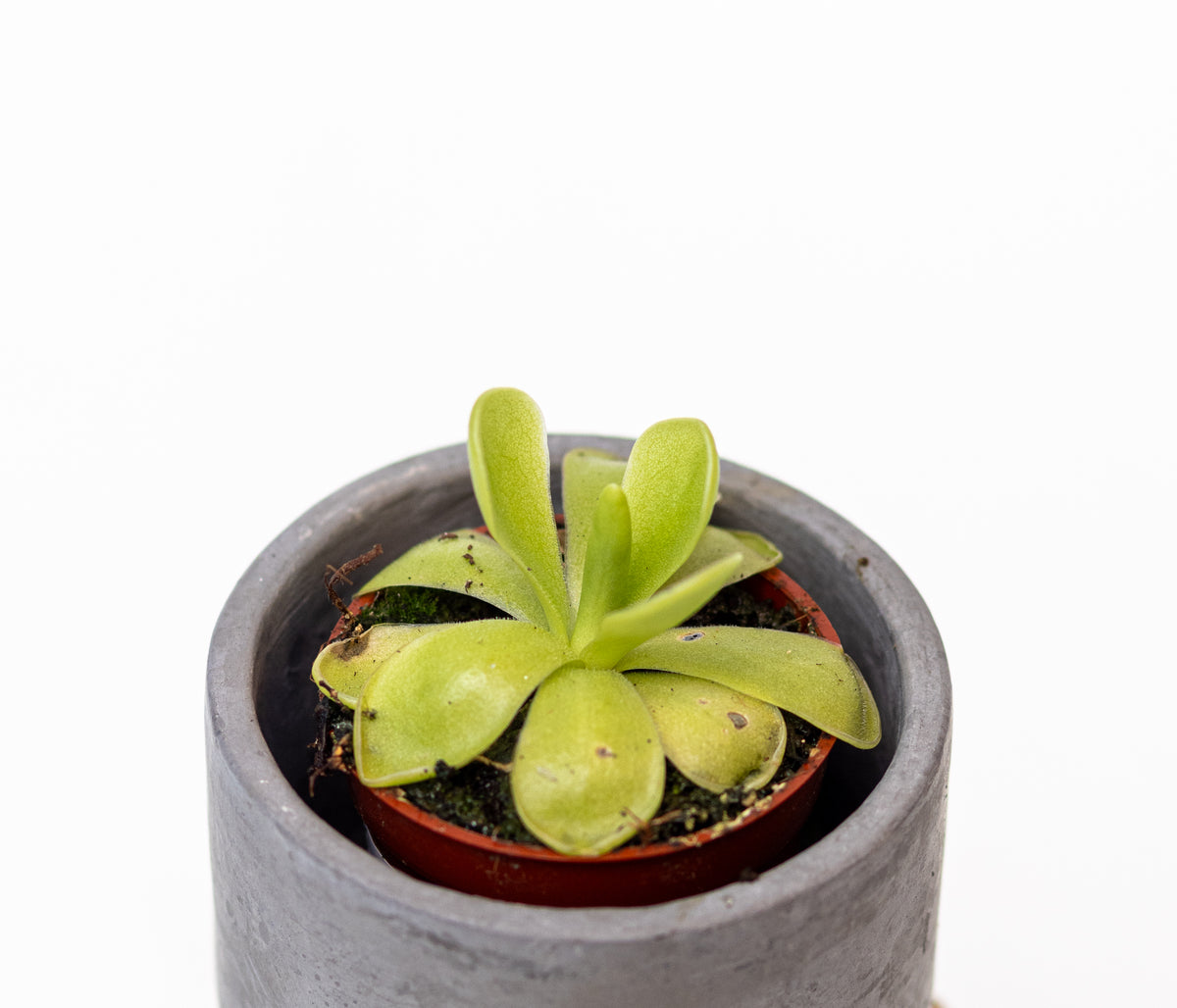 Carnivorous Plants