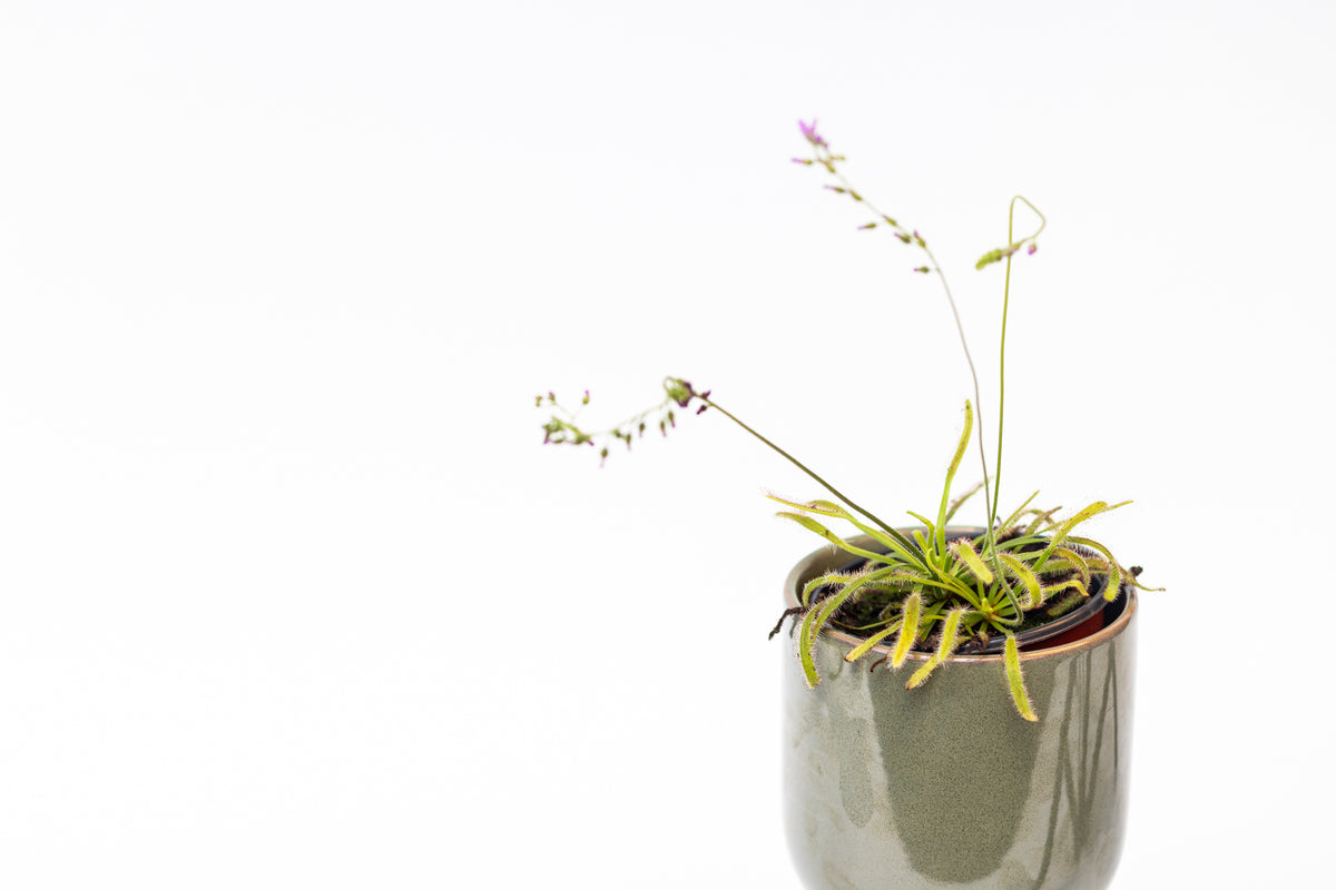 Carnivorous Plants