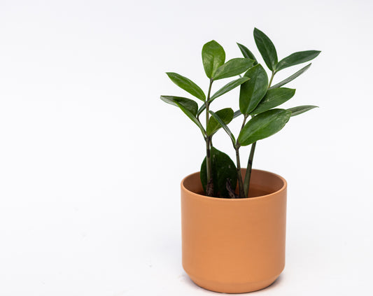 ZZ Plant