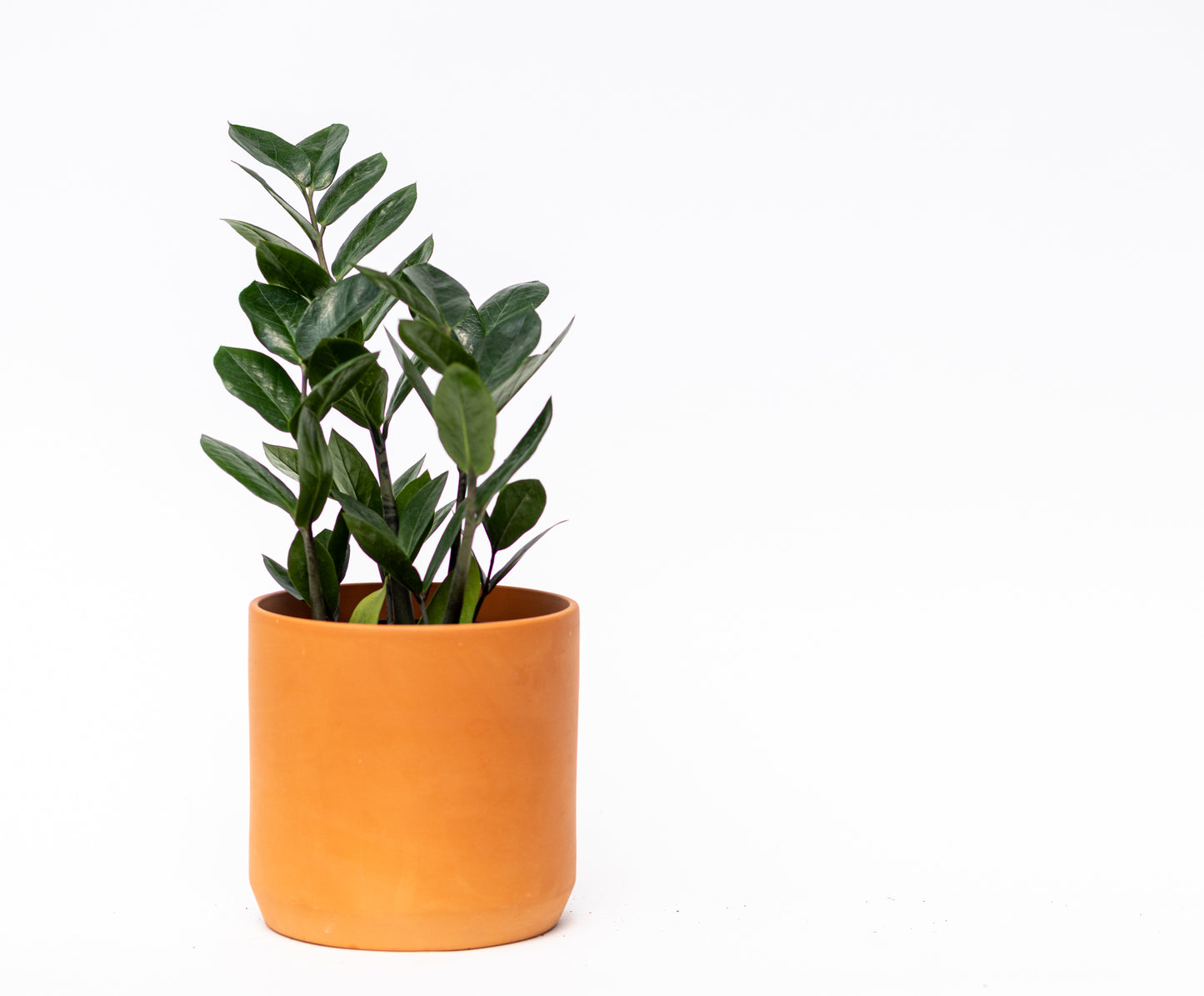 ZZ Plant