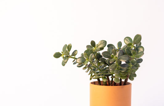 Succulent