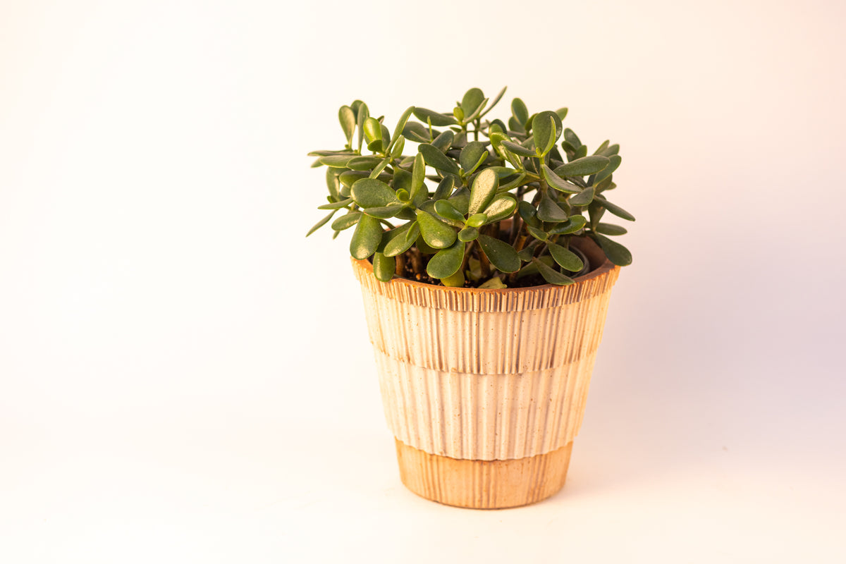 Succulent