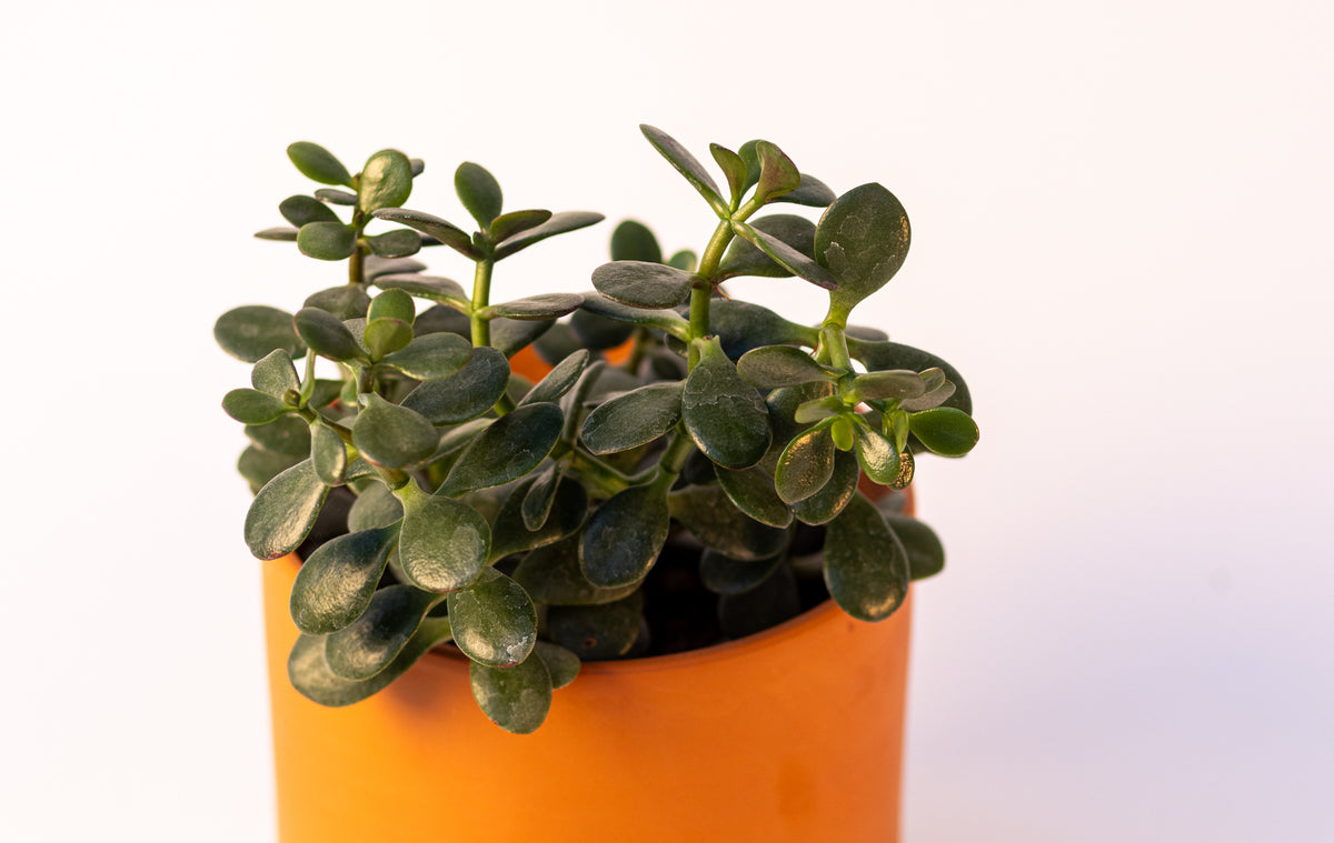 Succulent