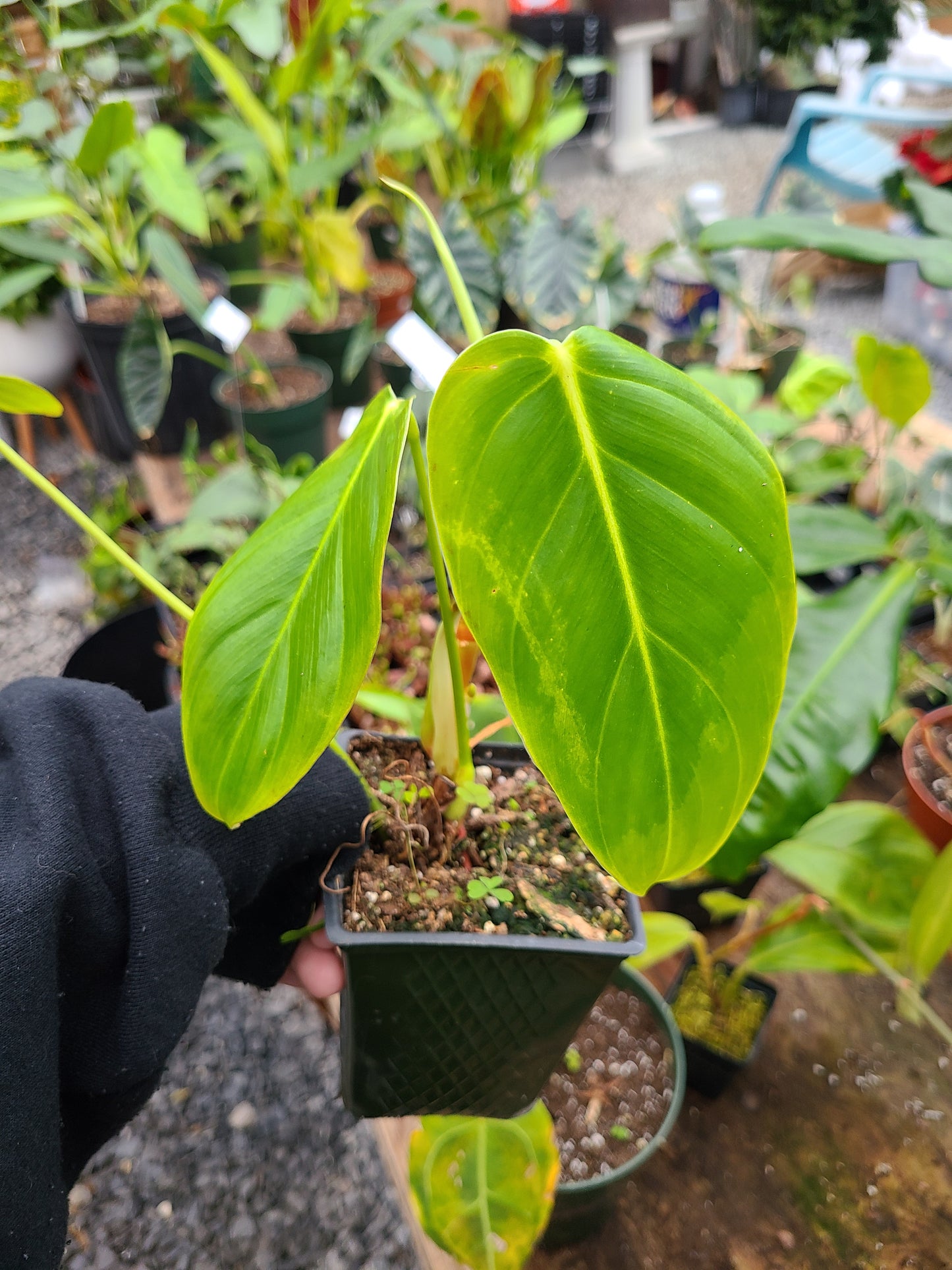 Philodendron Granipes