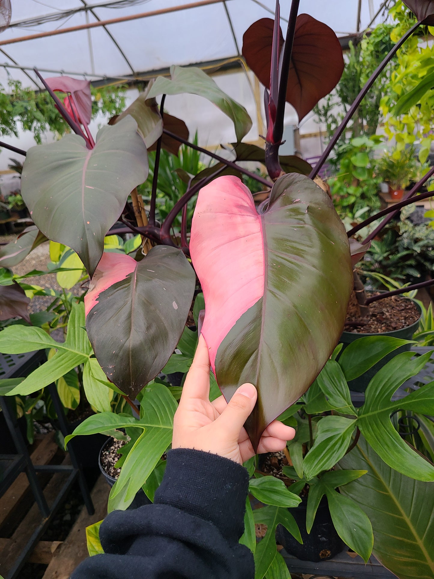 Philodendron Merlot