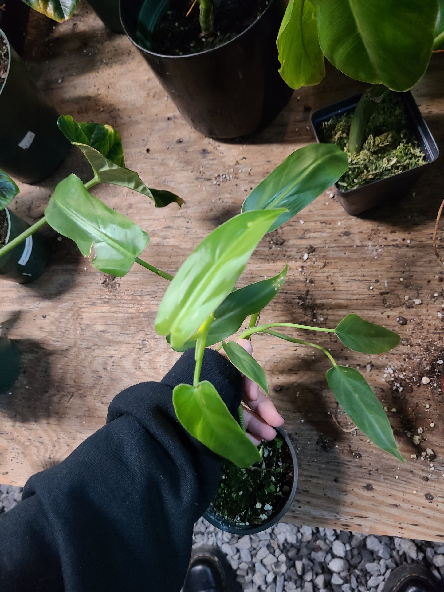 Philodendron Oxapapense