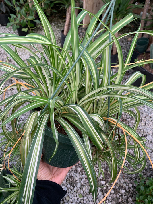 Spider Plant